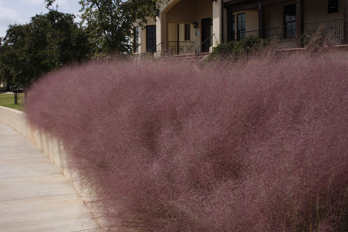 When To Prune Pink Muhly Grass