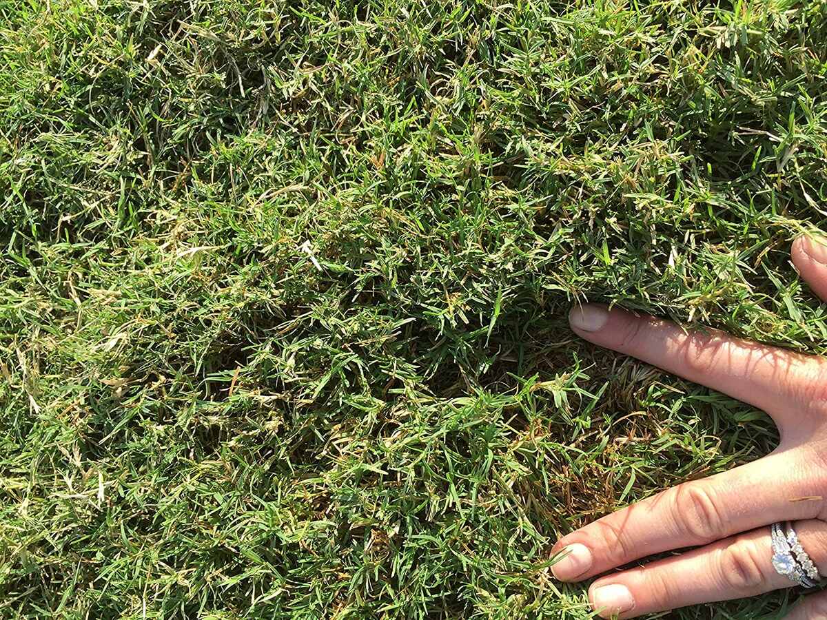 When To Put Lime On Bermuda Grass