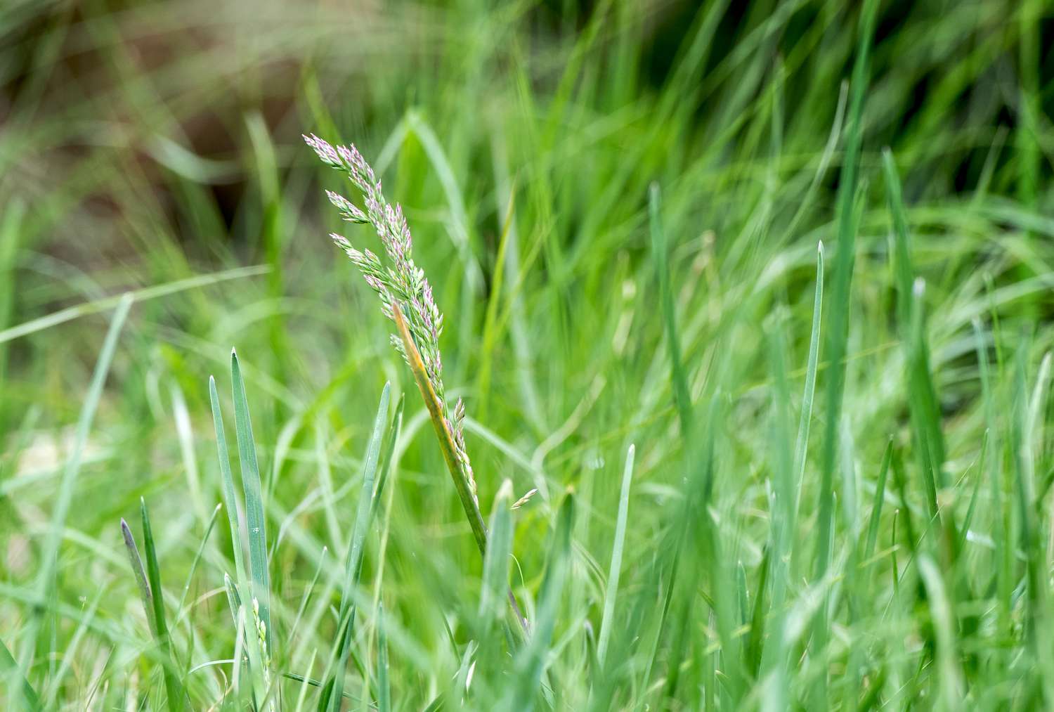 When To Seed Buffalo Grass