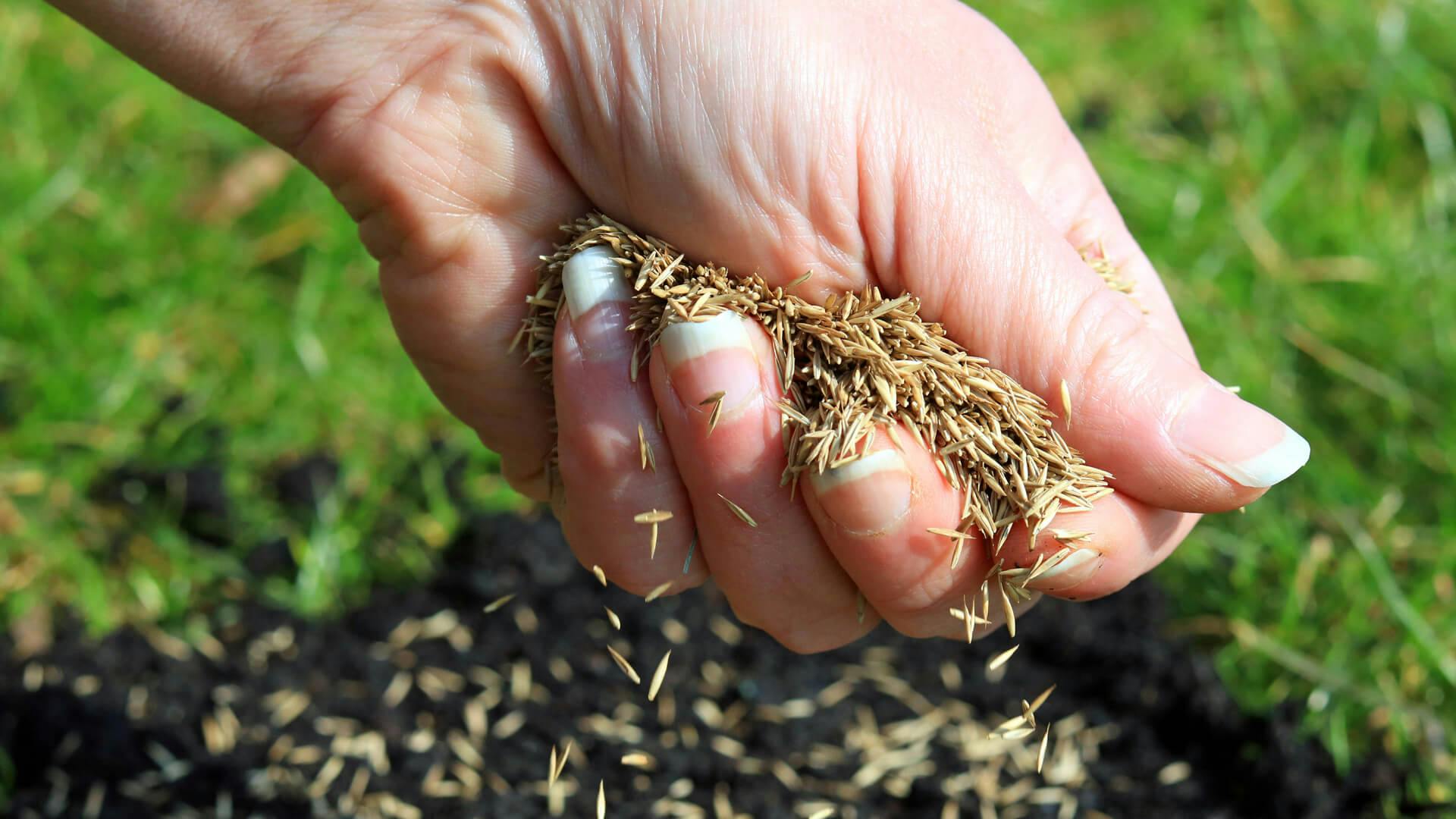 When To Sow Grass Seed In North Carolina