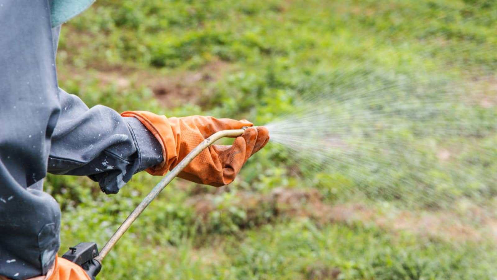 When To Spray New Grass For Weeds