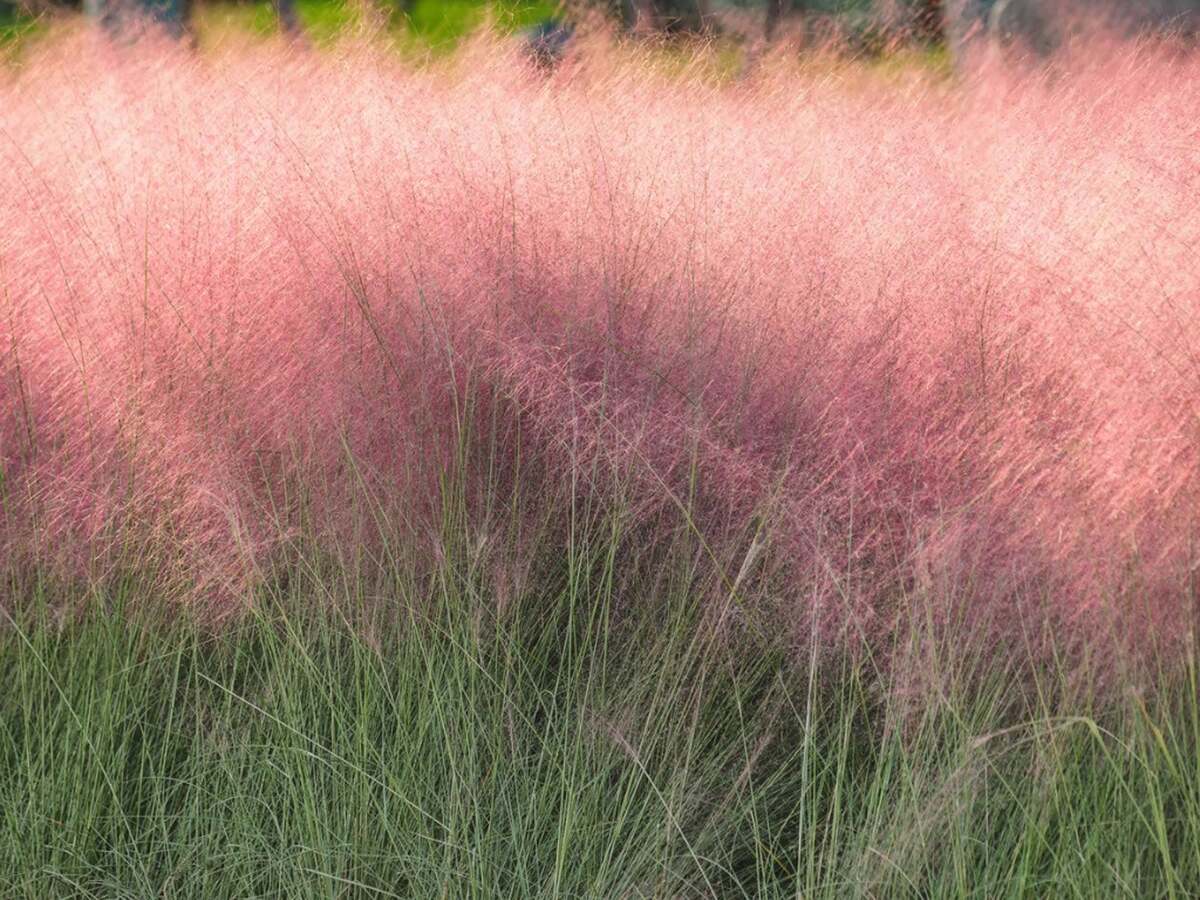 When To Trim Muhly Grass