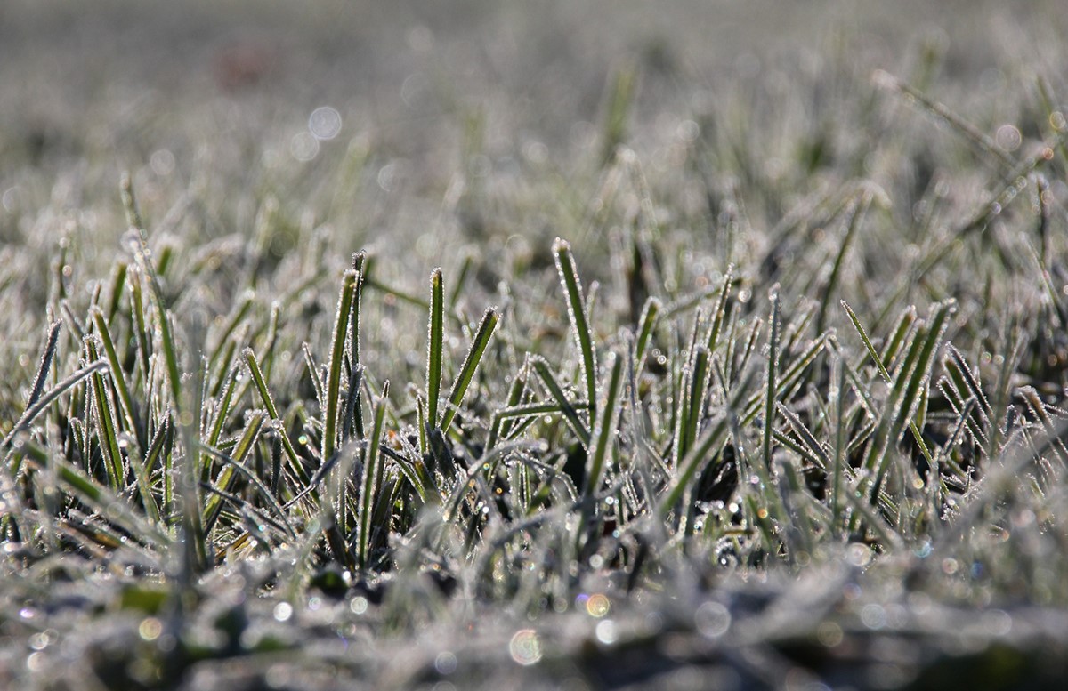 When To Water Grass In Winter