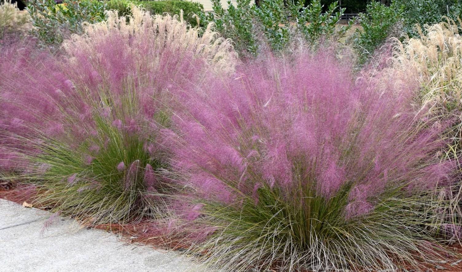 Where To Plant Pink Muhly Grass