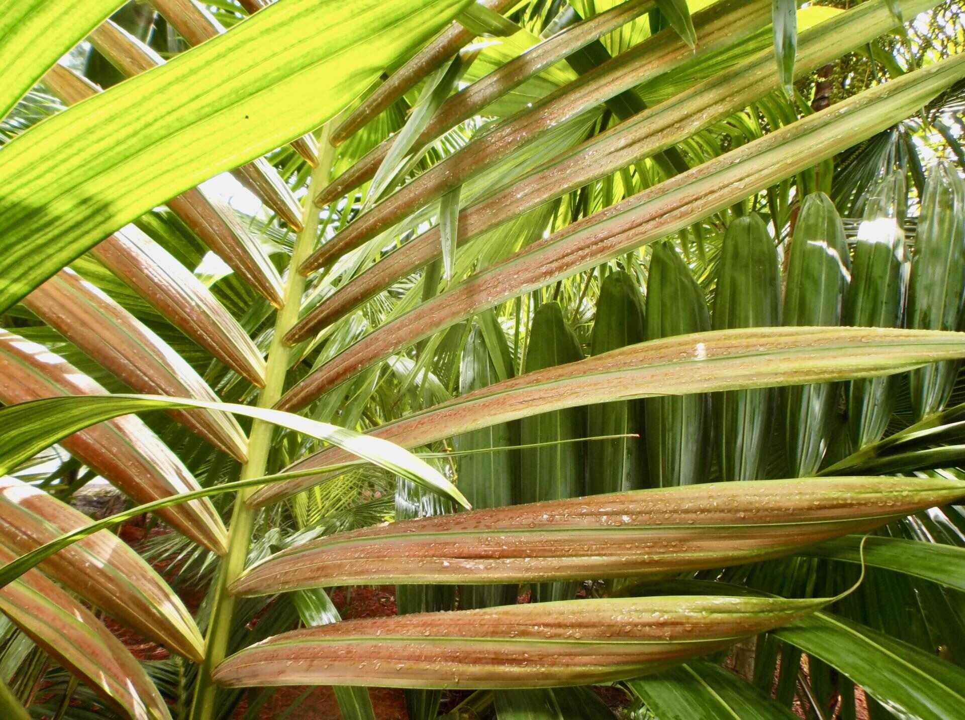 Why Are My Outdoor Palm Leaves Turning Brown?