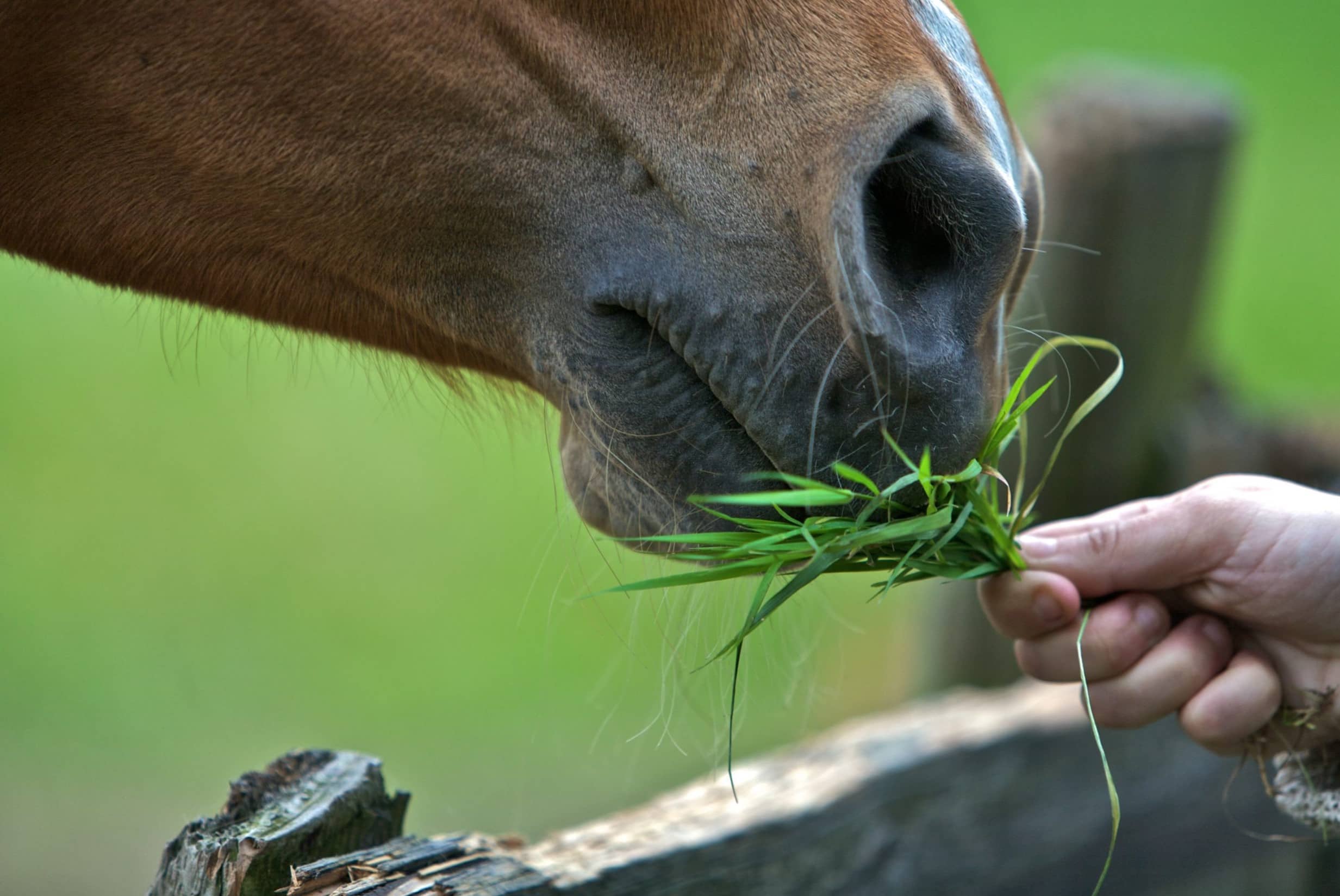 Why Can’t Horses Eat Grass Clippings