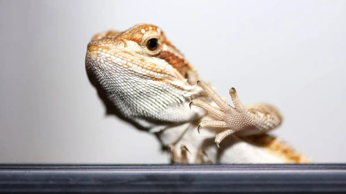 Why Do Bearded Dragons Glass Surf