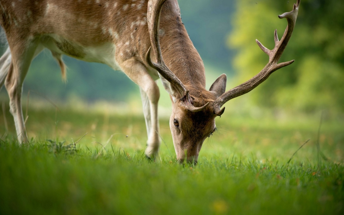 Why Do Deer Eat Grass