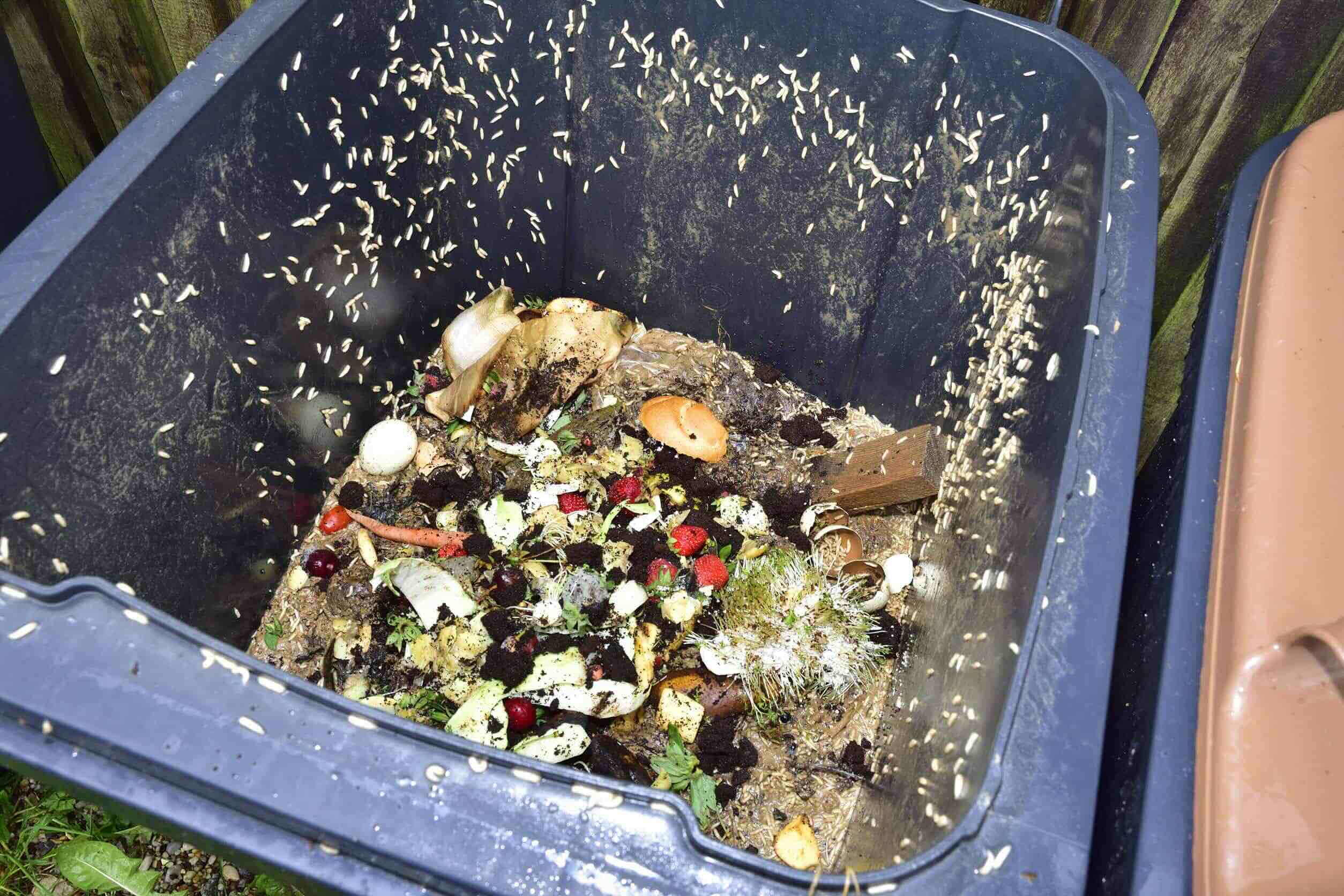 Why Do I Keep Getting Maggots In My Trash Can