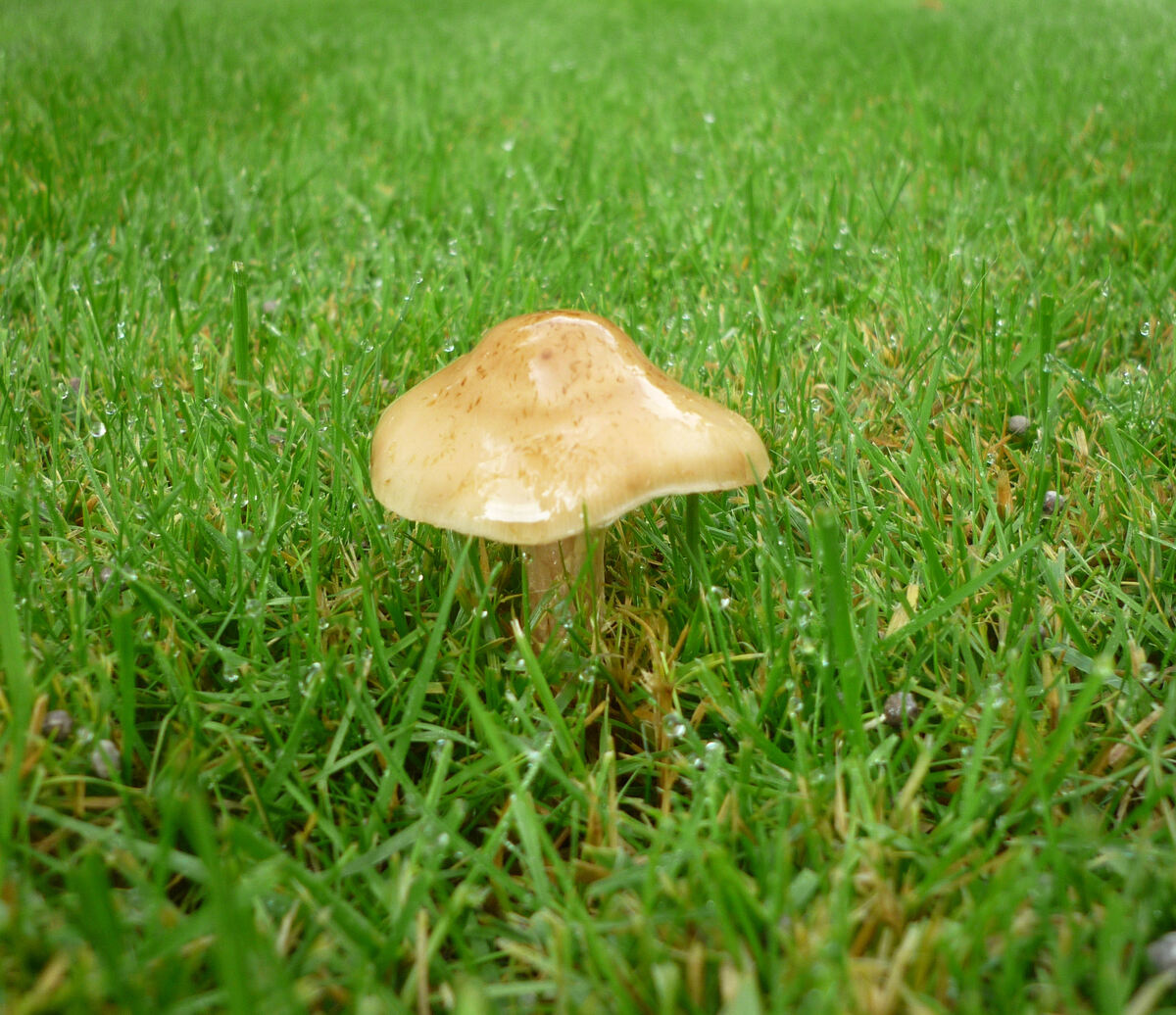 Why Do Mushrooms Grow In Grass