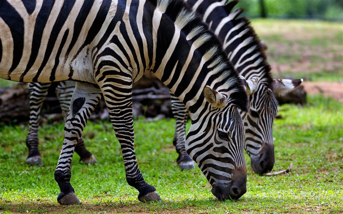 Why Do Zebras Eat Grass