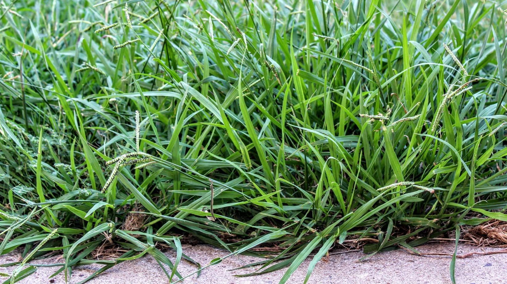 Why Does Crab Grass Grow
