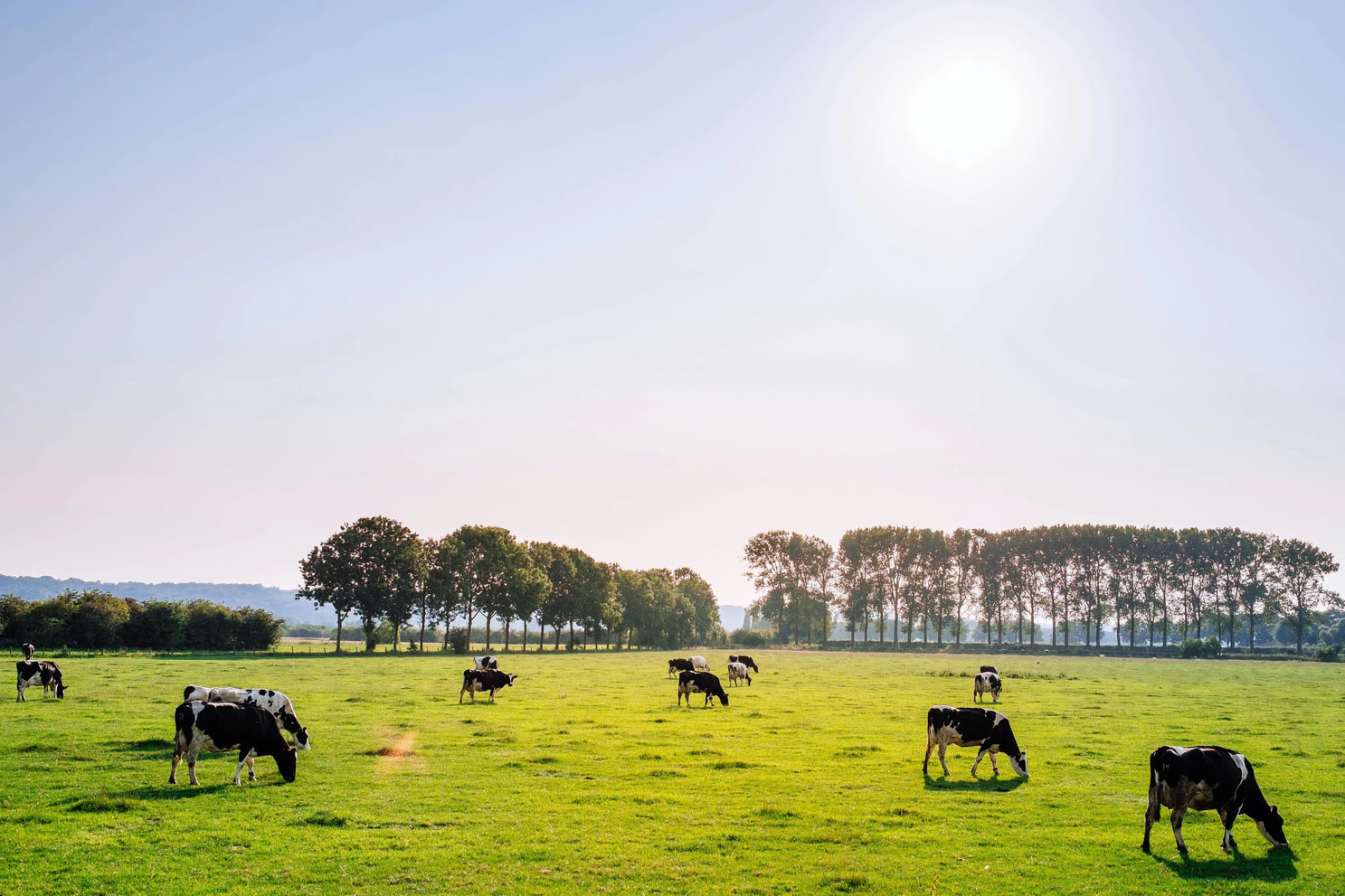 Why Does Grass-Fed Milk Last Longer