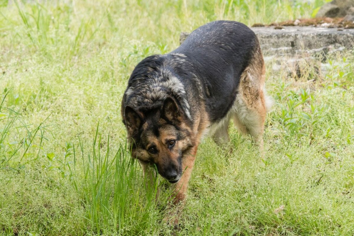 Why Does My German Shepherd Eat Grass