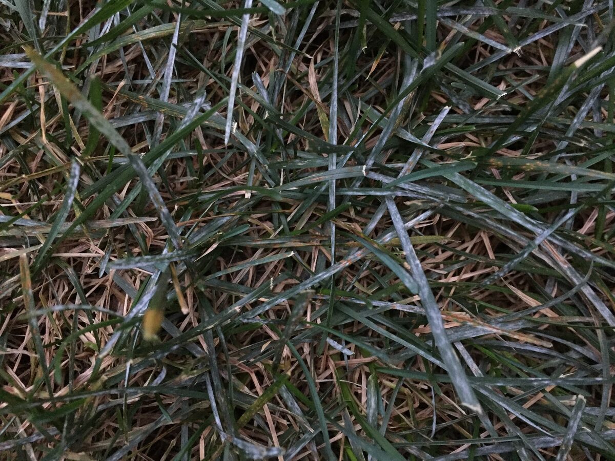 Why Does My Grass Have White Powder On It