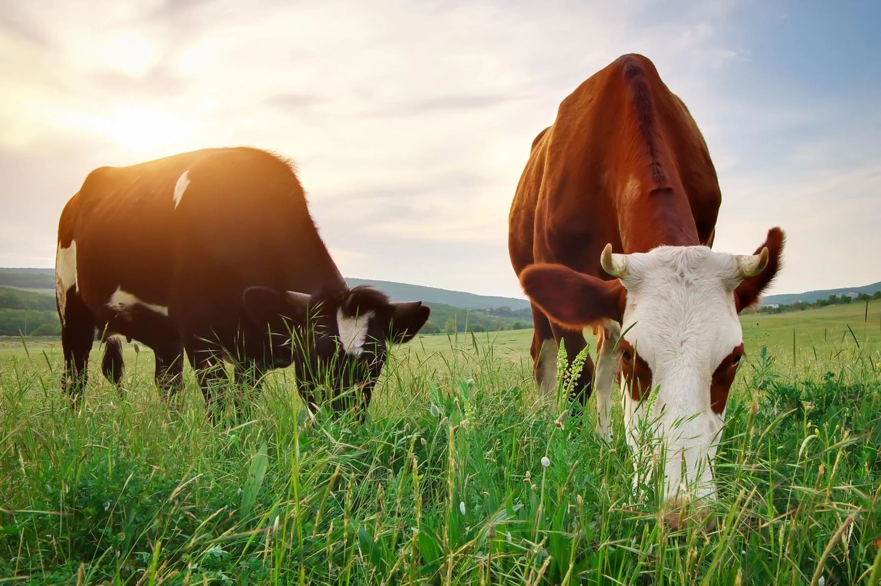Why Grass-Fed Beef Is Better