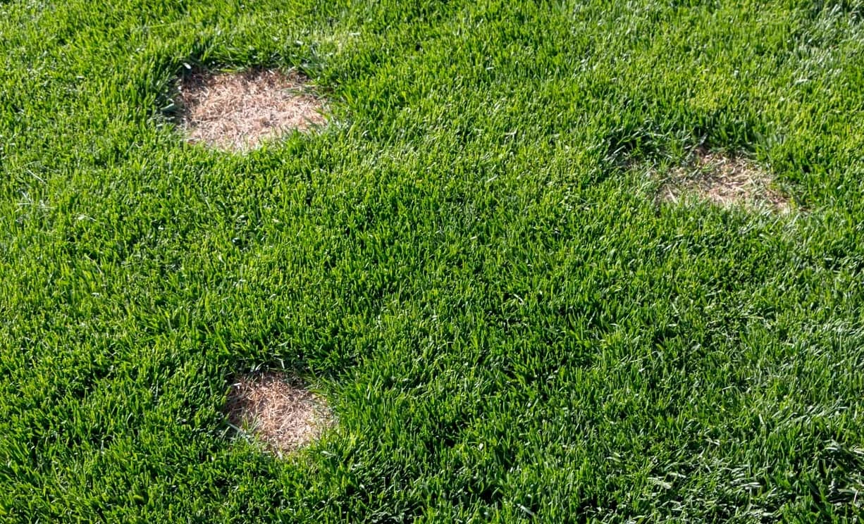 Why Grass Won’t Grow In Certain Spots