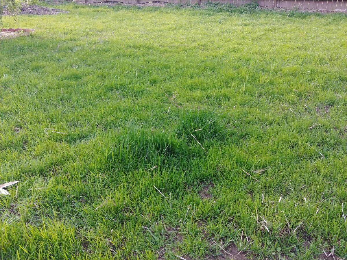 Why Is My Grass Clumping When Mowing