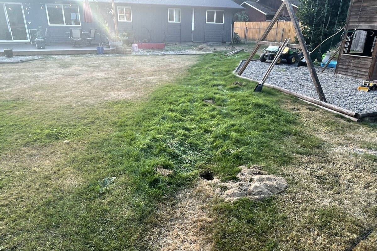 Why Is My Grass Dying Over My Drain Field