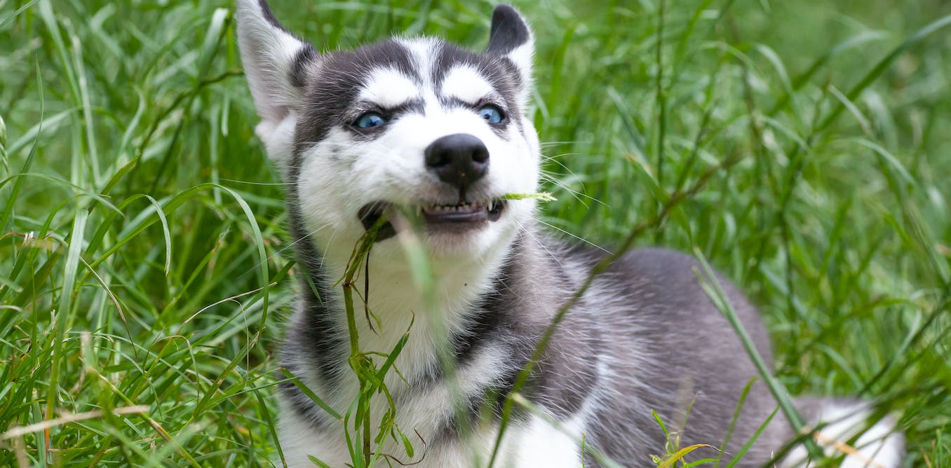 Why Is My Husky Eating Grass