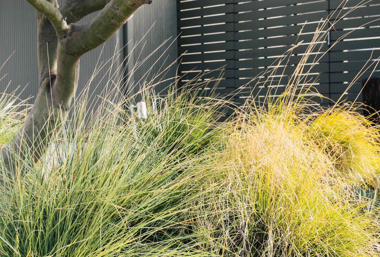 why-is-my-ornamental-grass-turning-yellow-storables