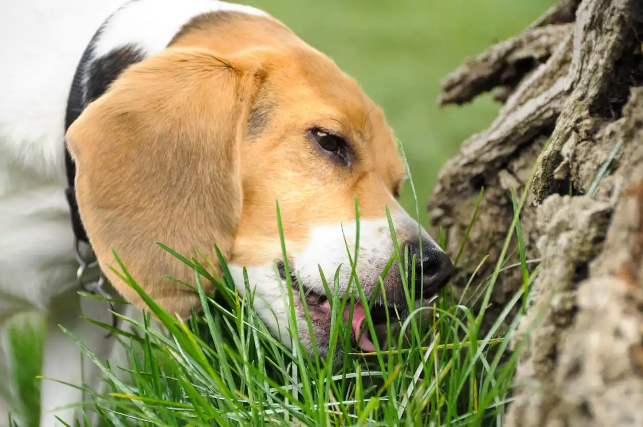 Why Is Puppy Eating Grass