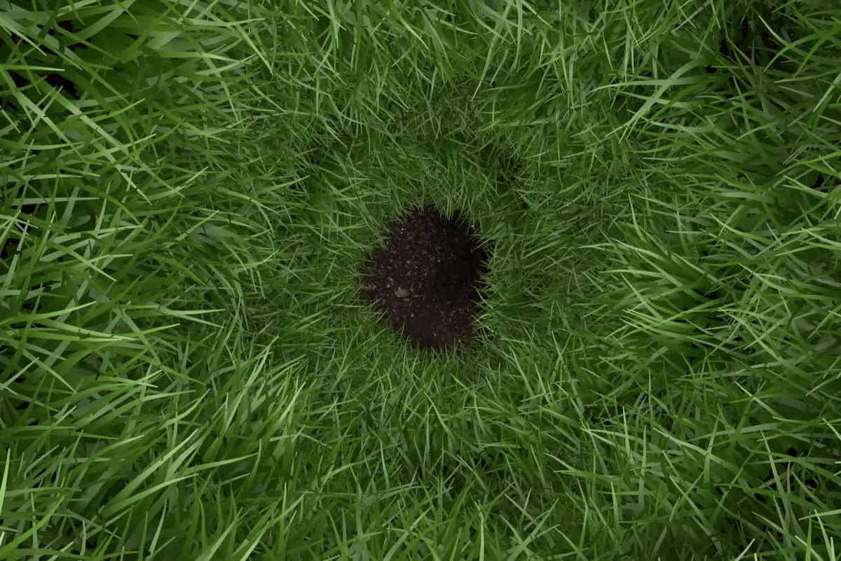 Why To Have Small Holes In My Grass