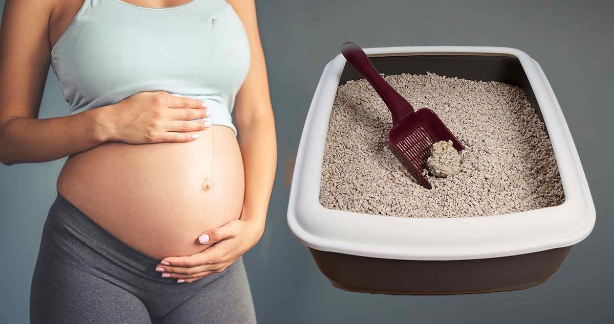 Can You Clean The Litter Box When Pregnant