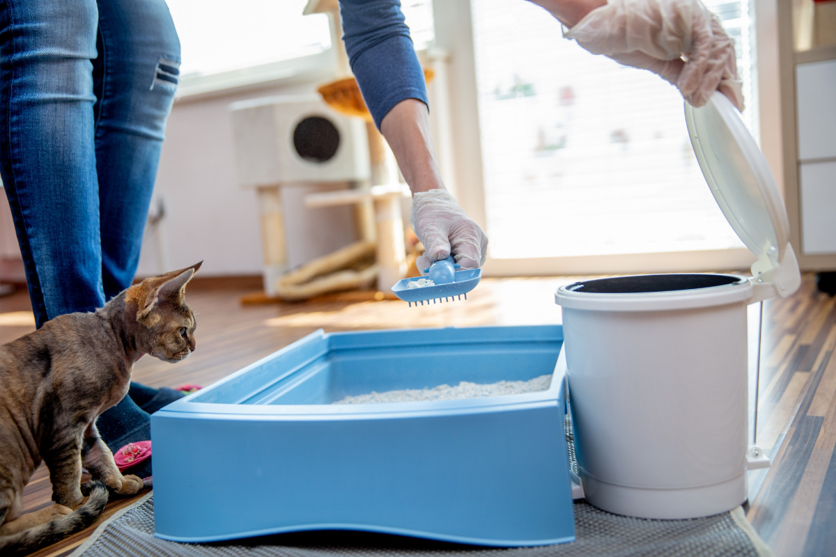 Do Cats Get Mad When You Clean Their Litter Box?