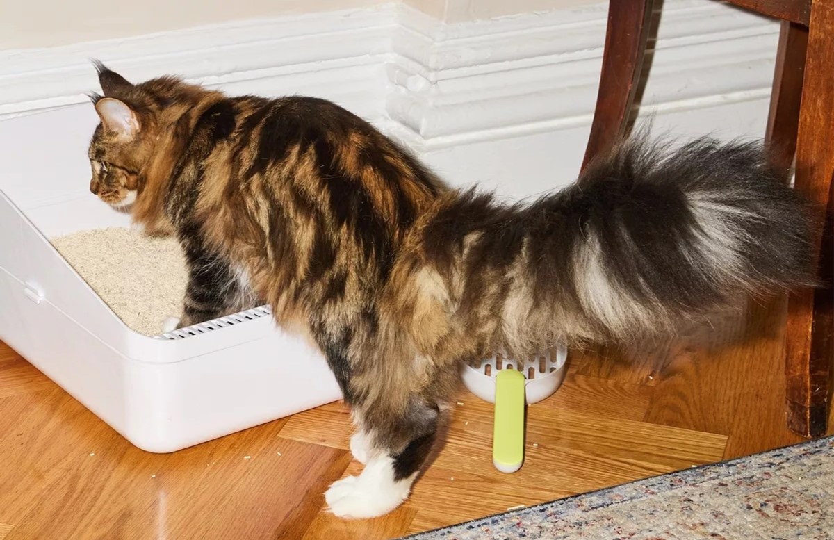How Do You Discipline A Cat For Pooping Outside The Litter Box?
