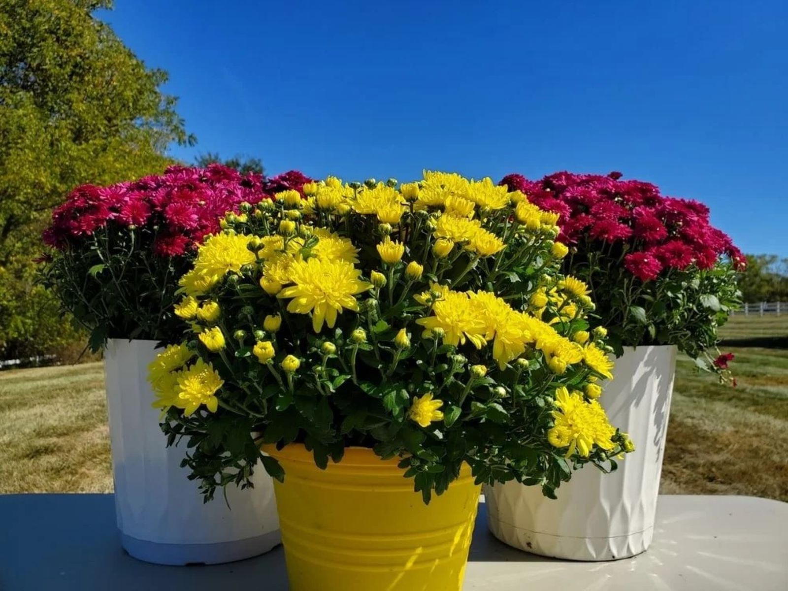 How Do You Take Care Of Fall Mums