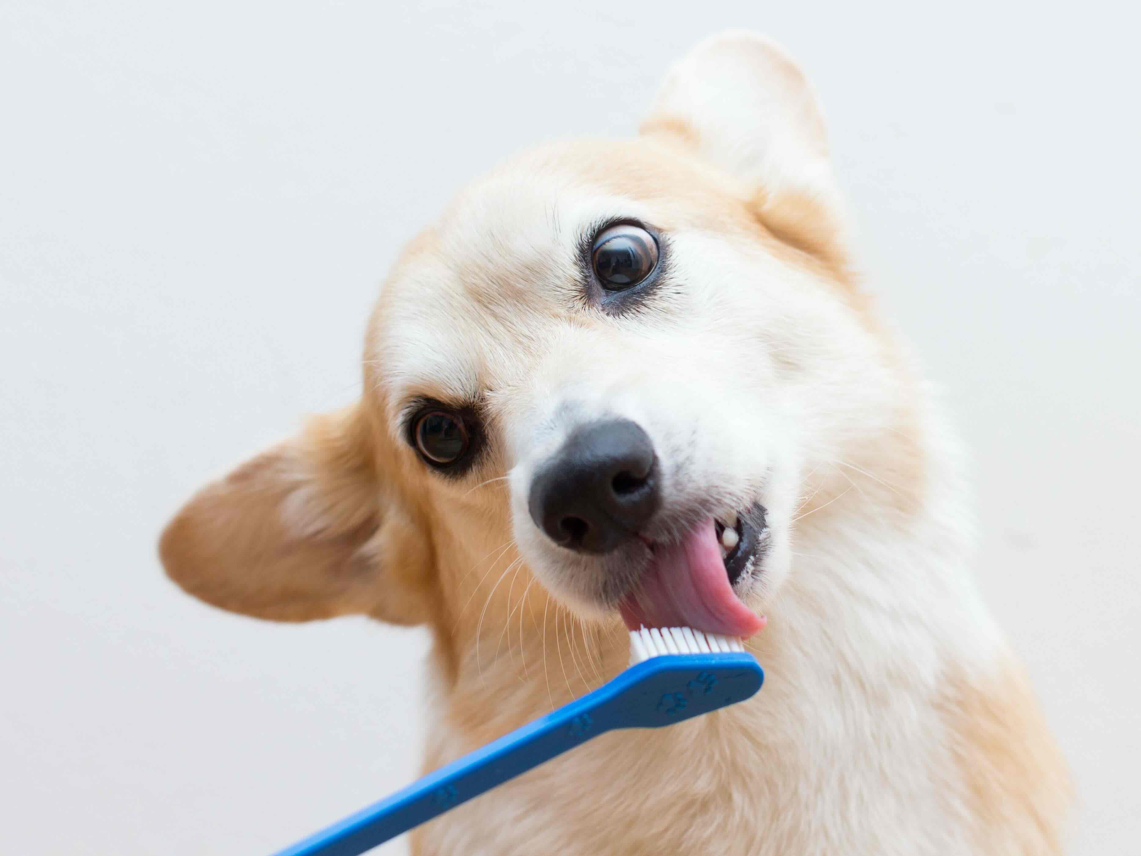 How Do You Use A Dog Toothbrush