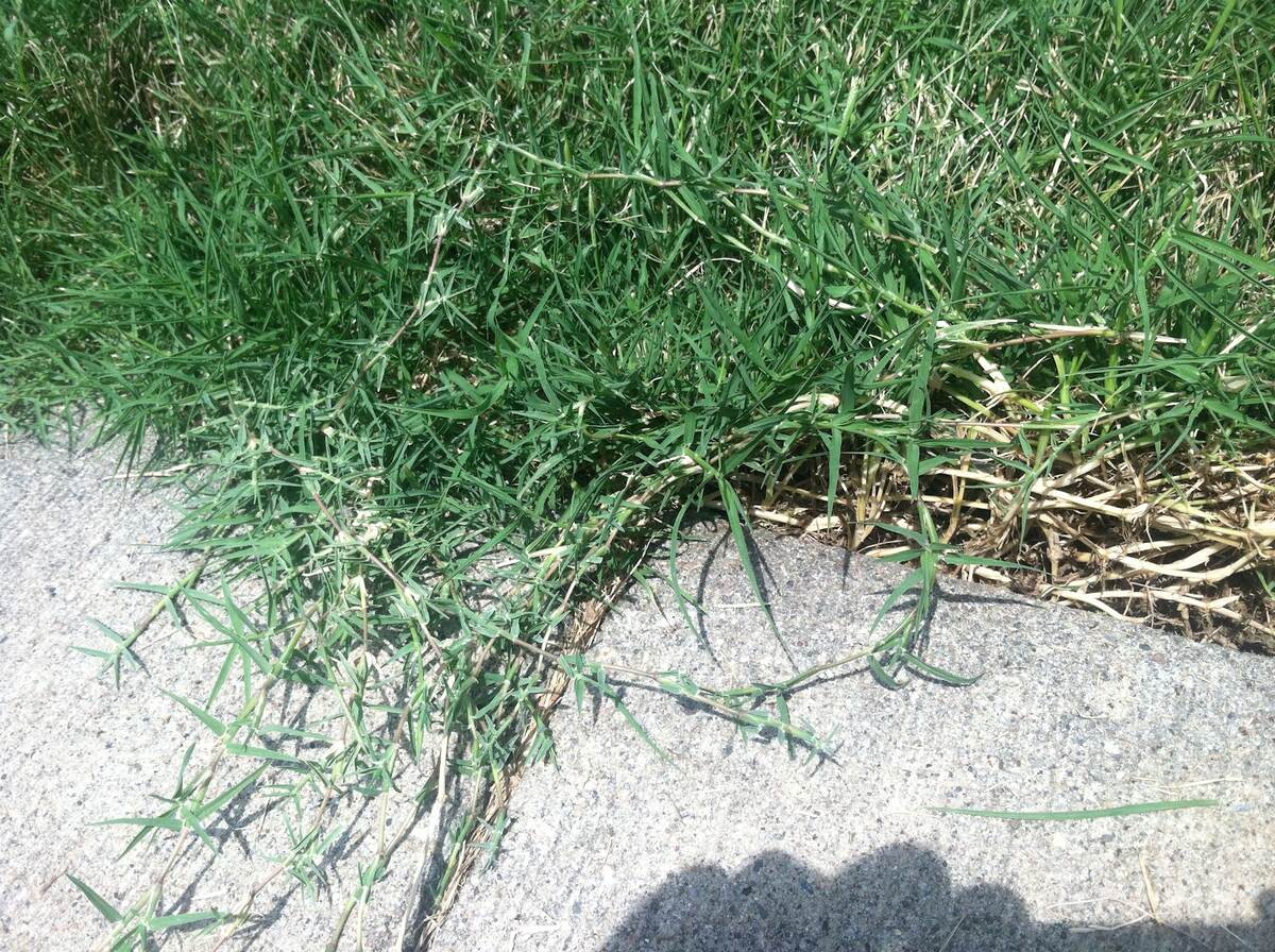 How Does Bermuda Grass Look