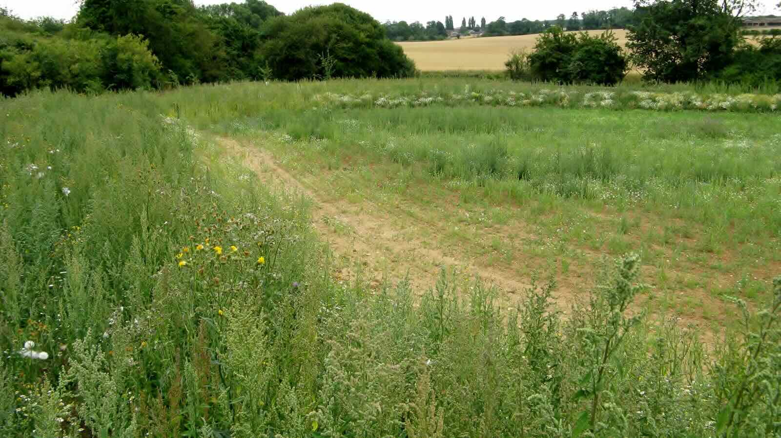 How Does Paving Over A Grass Meadow Affect The Watershed
