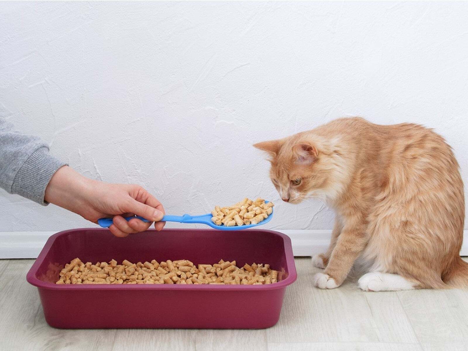 How Far Should Litter Box Be From Food
