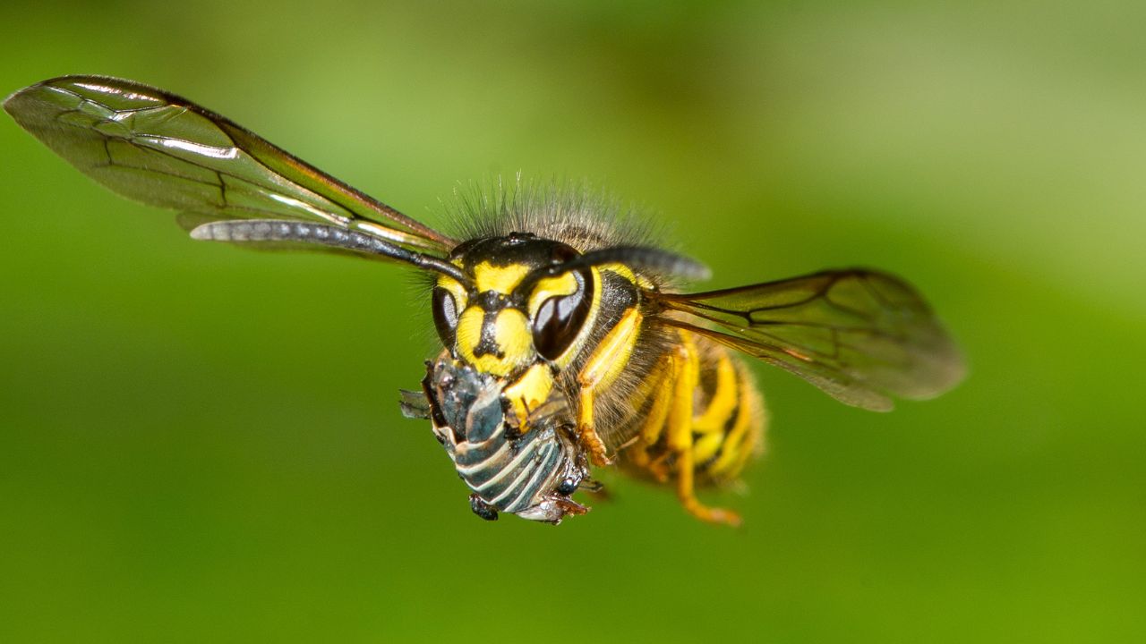 How Fast Can Yellow Jackets Fly