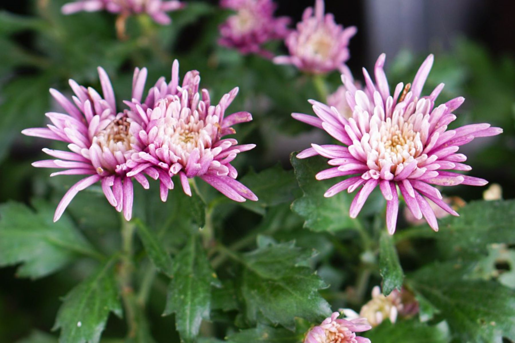 How Long Do Mums Bloom