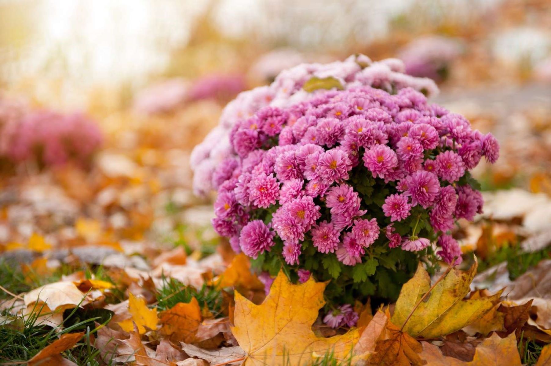 How Long Does It Take To Grow Mums