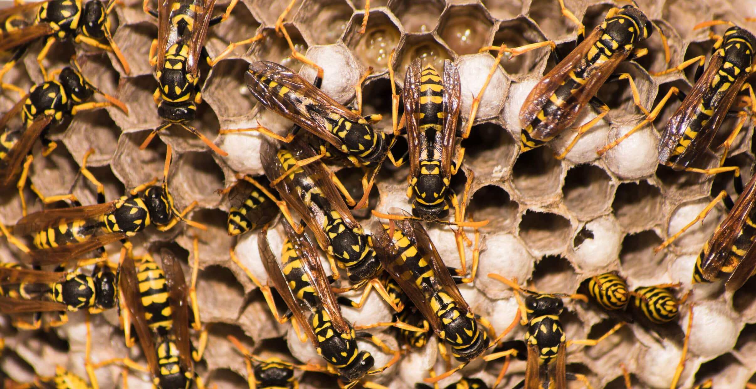 How Long Does It Take Yellow Jackets To Build A Nest