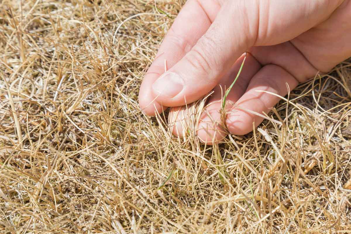 How Long To Water Dead Grass