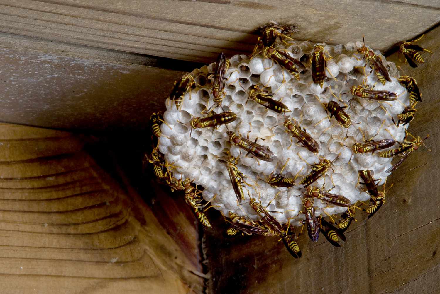 How Many Yellow Jackets In A Nest