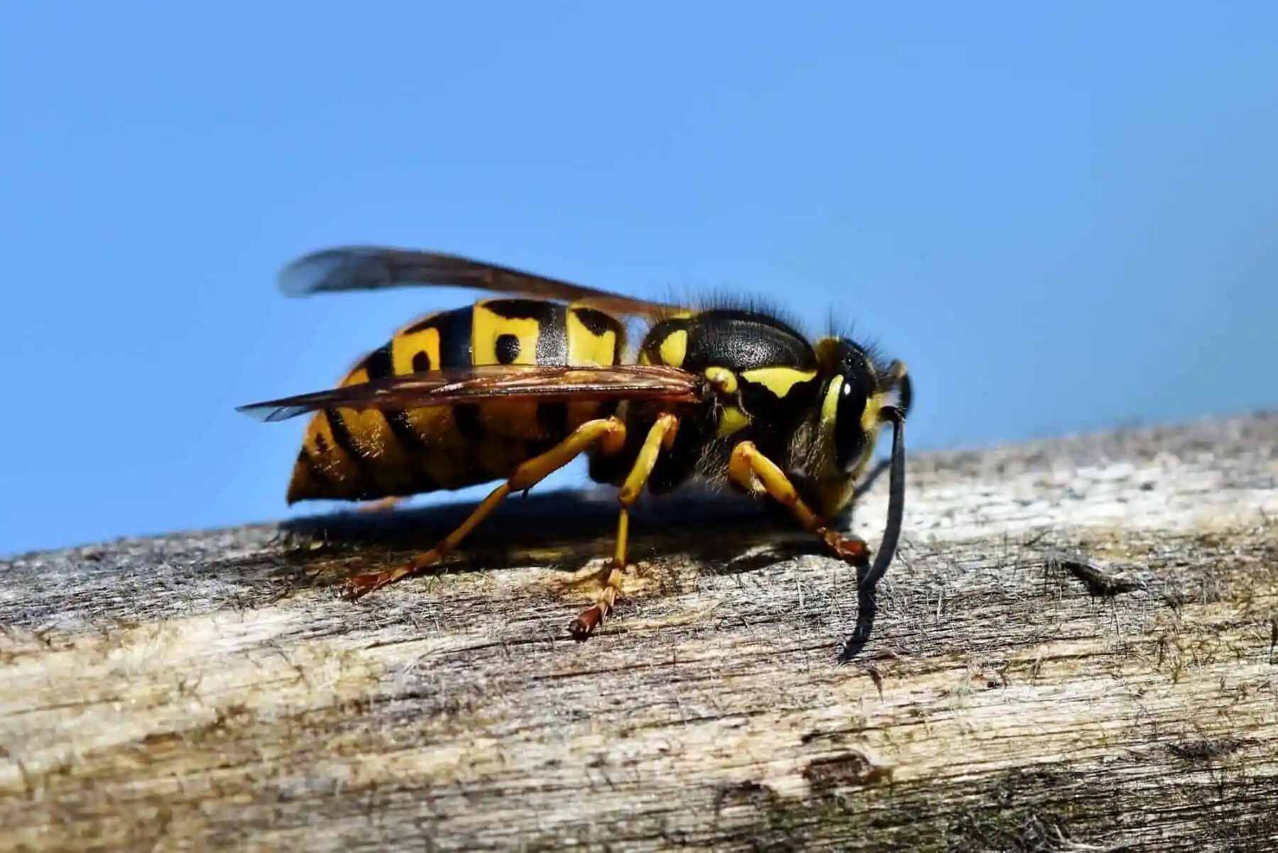 How Much Is An Exterminator For Yellow Jackets