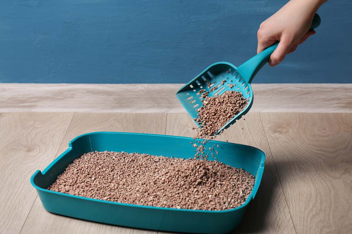 How Often Should You Change The Cat Litter Box?