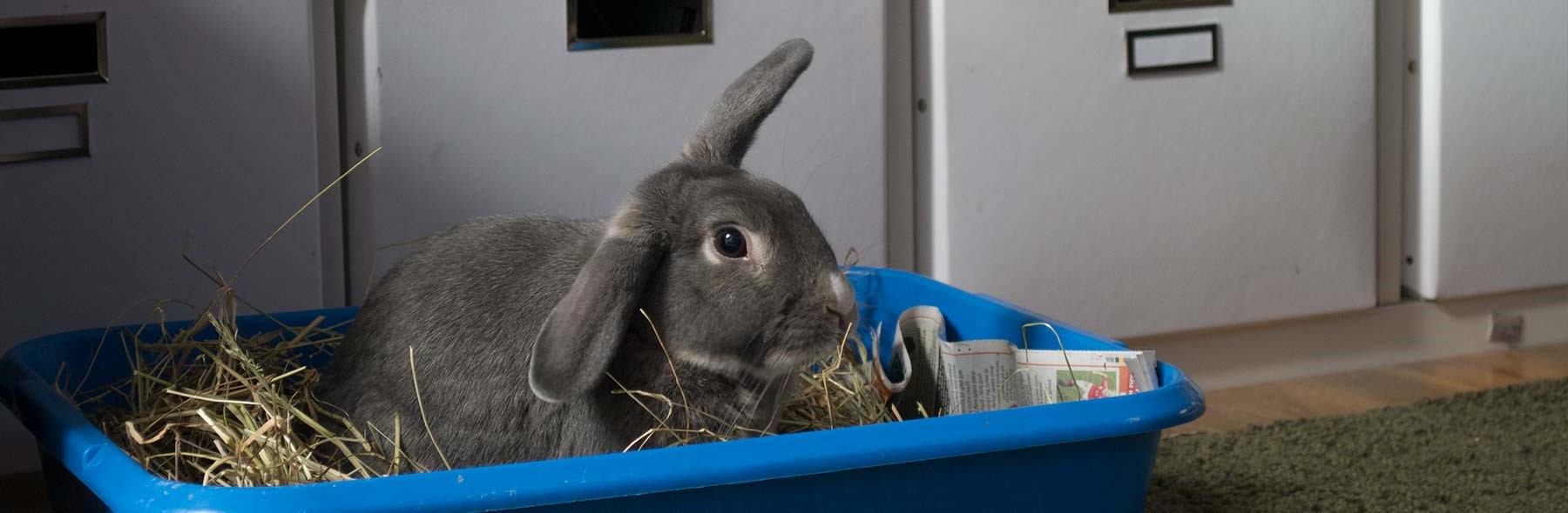 How Often To Clean A Rabbit Litter Box