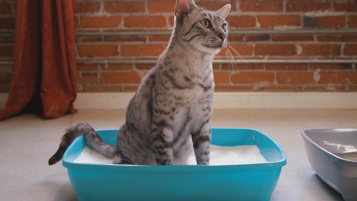How Often To Replace The Litter Box