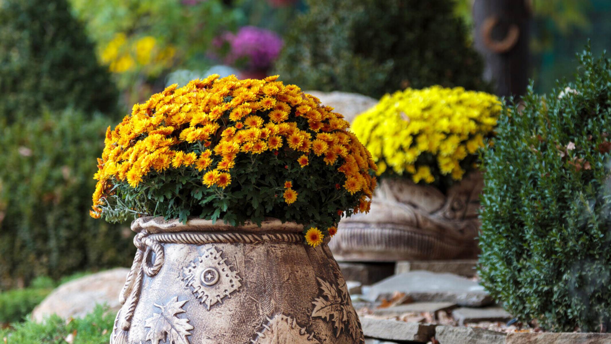 How Often To Water Potted Mums