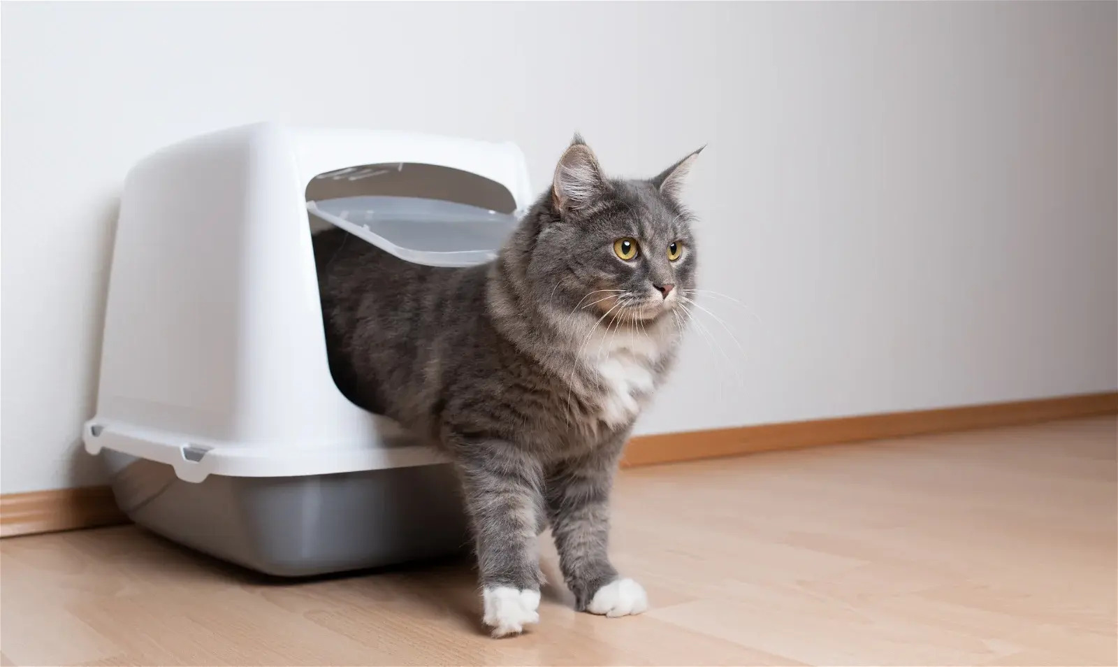 How To Attract Cat To A Litter Box