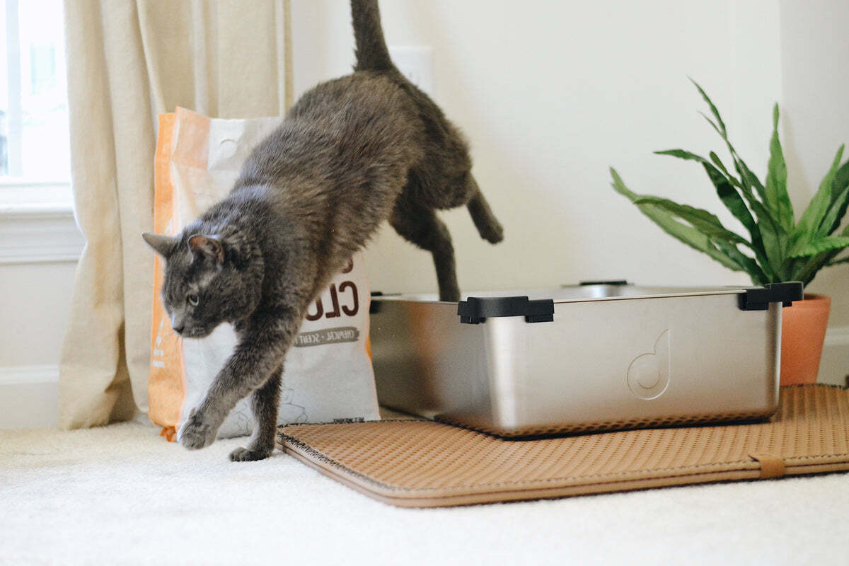 How To Avoid Litter Box Smell