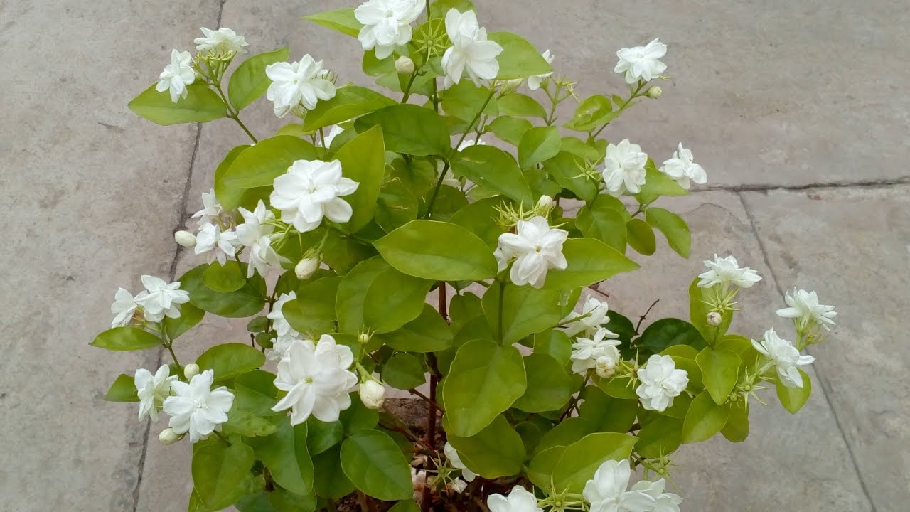 How To Care For Jasmine Plants Outdoor