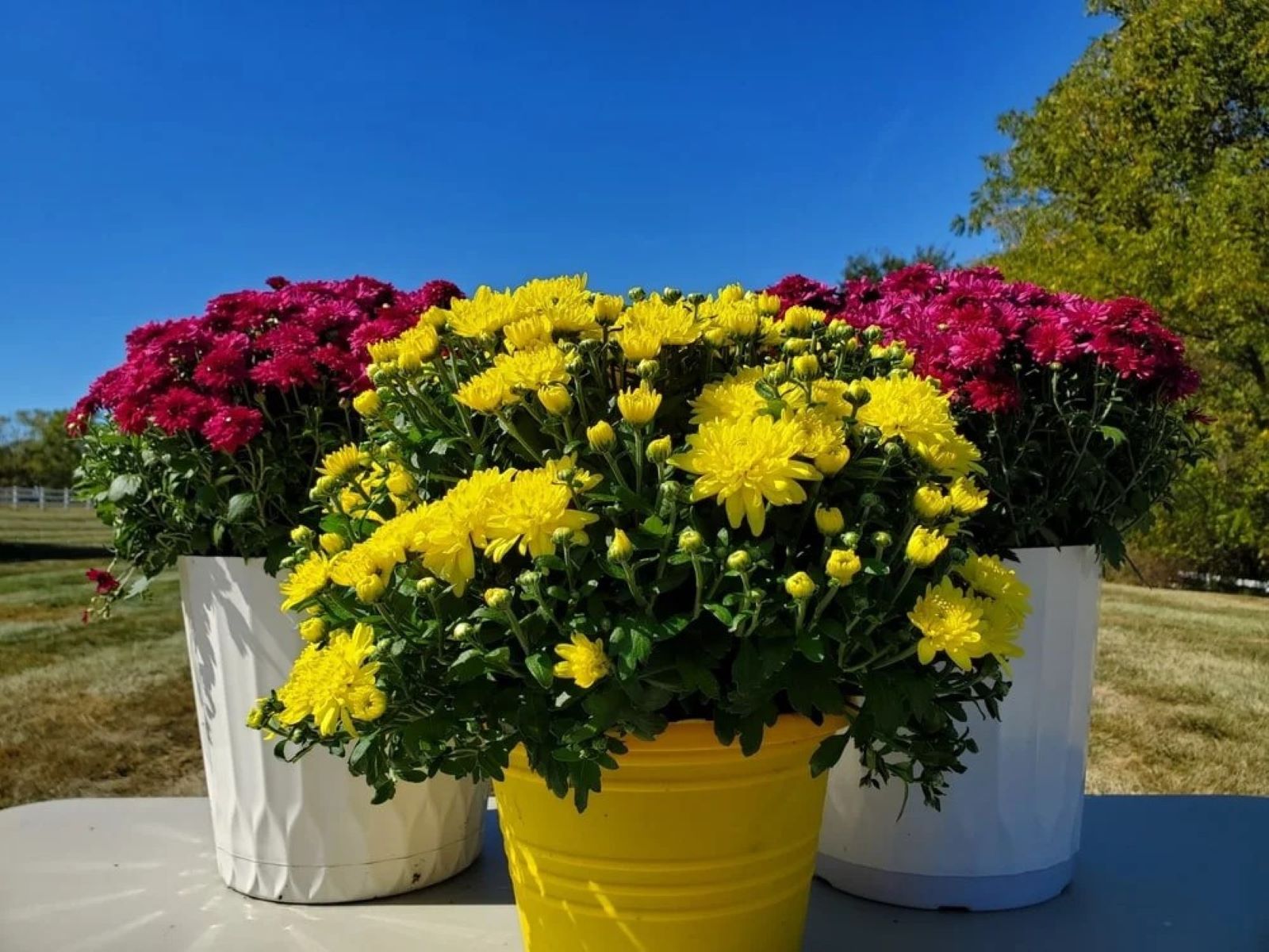 How To Care For Mums In Pots Outdoors